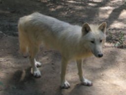 Loup de la baie d&#039;Hudson